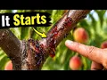 The Silent Killer of Peach Trees Most Gardeners Ignore It