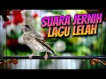 Lagu BLACKTHROAT GACOR SUARA JERNIH UNTUK MASTERAN KENARI #32