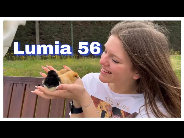Borotto Lumia 56 Automatic Incubator