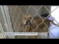 Sponsors needed for Texarkana shelter animals