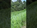 Download Lagu Foraging for kudzu is incredibly easy!  In parts of MS... #wildedibles #kudzu #medicinalplants