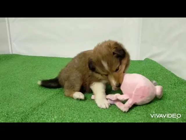 動画