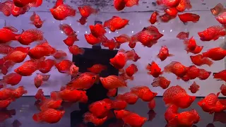 Blood red balloon molly Fish aquarium - Small fish tank