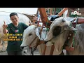 Download Lagu Kawal Samson Dan Simon Sapi Mas Hermawan Setia Farm Pembuktian Tempuh Purworejo - Jogja !!
