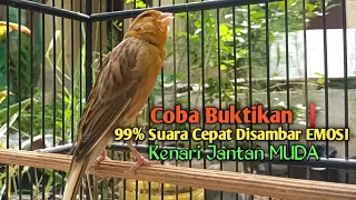 Download Kenari Gacor Cuit cuit Ngerol TAJAM, TERAPI AMPUH Kenari MACET, Pancingan Kenari Paud Belajar Bunyi MP3