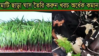 Download গরুকে মাটি ছাড়া ঘাস তৈরি করে খাওয়ান খরচ অর্ধেক কবে যাবে বিস্তারিত দেখুন dairy farm by mahbub MP3