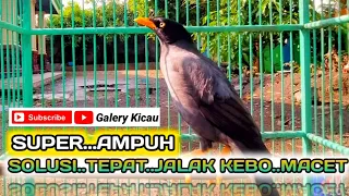 Download jalak kebo betina memanggil jantan || solusi tepat mengatasi jalak kebo macet bunyi MP3