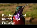 Download Lagu Tes mental konin anda dengan pancingan suara ini . Di jamin hitungan detik pasti nyaut ‼️ Buktikan‼️