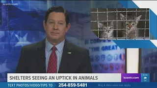 Killeen Animal Shelter offering free adoptions this weekend as it nears capacity