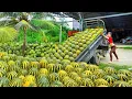 Download Lagu Harvest Tons Of Melon ( DƯA BỞ ) - Use Truck To Go To Market Sell For Villager | Phương Farm Life