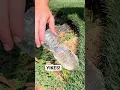 Download Lagu #cantbelieve what came out #cicada #killer #trending #satisfying #beforeandafter #insects #lawn #op