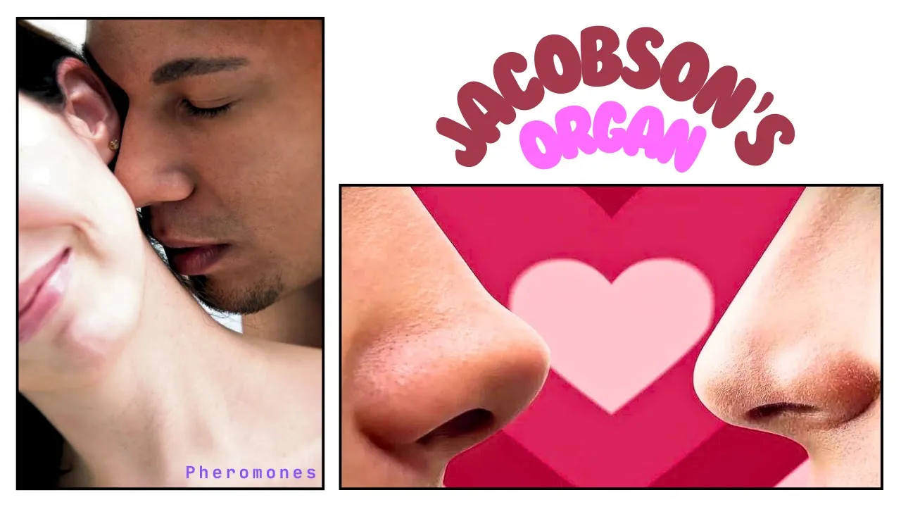 Vomeronasal organ (VNO) or Jacobson's organ in human beings. Action of pheromones