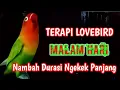 Lagu TERAPI LOVEBIRD DI MALAM HARI MENAMBAH DURASI NGEKEK PANJANG. Ampuh Buat Pancingan Lovebird Apapun.