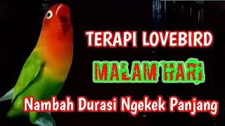 Download TERAPI LOVEBIRD DI MALAM HARI MENAMBAH DURASI NGEKEK PANJANG. Ampuh Buat Pancingan Lovebird Apapun. MP3