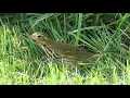 Download Lagu Olive-backed Pipit - Anthus hodgsoni - Siberische Boompieper / Blankenberge - Belgium / 19-10-2020