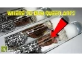 Where to Buy Queen Ants Getting Started in Ant Keeping 101