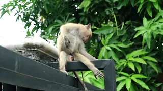 Download Monyet ngantuk-sleepy monkey MP3