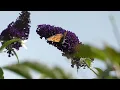 Download Lagu Comma / Gehakkelde aurelia -- Maarssen (NL) -- 13-7-2025