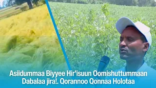 Asiidummaa Biyyee Hir Isuun Oomishtummaan Qonnaa Dabalaa Jira 
