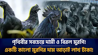 একটা মুরগির দাম এক ভরি স্বর্ণের চেয়ে বেশি! Ayam Cemani | Black Chicken