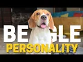 Beagle Temperament and Personality
