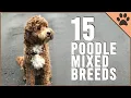 15 Poodle Mix Breeds That Will Melt Your Heart