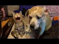 Download Lagu ULTIMATE Cat and Dog Videos 2025  | FUNNIEST Pets