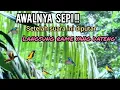 Download Lagu Suara Pikat Burcil Kombinasi SOGON+KOLIBRI MANGGAR+TRUCUK RIBUT