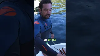 Lobsters for days in New Zealand!