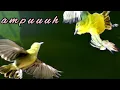 Download Lagu Hitungan Detik‼️Sirtu Anda Menjadi Ribut,Gacor, fighter, Dan Tidak Drop Mental,Buktikan