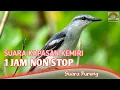 Download Lagu Suara Kapasan Kemiri, Masteran kicau 1 Jam Nonstop