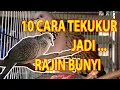 Download Lagu 10 Cara Merawat Burung Tekukur Jadi Rajin Bunyi
