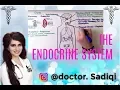 THE ENDOCRINE SYSTEM EXPLAINED UNDER 4 MINUTES