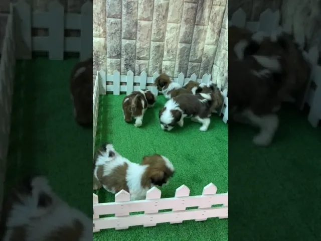 動画