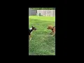 Pure Joy in the Boarding Yard Cage-Free Dog Boarding in Houston
