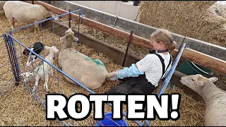 Mama's back in labour... THREE DAYS AFTER SHE LAMBED!!!🤢 ~ Summer Lambing 2026