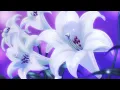 Jill Scott - He Loves Me (Lyzel in E Flat) / 𝓼𝓵𝓸𝔀𝓮𝓭  & 𝓻𝓮𝓿𝓮𝓻𝓫