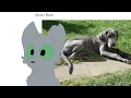 Download Lagu Warrior Cats as Dogs