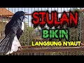 Download Lagu SIULAN KACER GACOR BIKIN BUKOR MEMANCING EMOSI KACER LAWAN PAGI HARI AGAR CEPAT NYAUT BUNYI GACOR