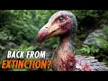 The Reason Why the Dodo Disappeared So Fast - Their Comeback Has Begun Animals Documentary