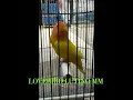 Download Lagu LOVEBIRD LUTINO MM