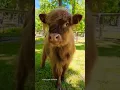 Download Lagu Mooo - Suara anak Sapi #shorts #sapilucu #cowfarm