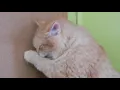 Humane Society of Beaverhead County