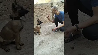 اسهل طريقة لتدريب الكلب علي النباح 