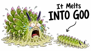 Why It Sucks To Be Born As a Leaf Slug The Living Leaf