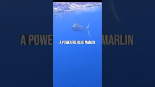 WE’RE BEING FOLLOWED👀⚡️🦈