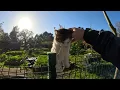 How a Stray Cat I've Known for 5 Years Greets Me Every Time