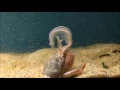 Sand Crab is eating plankton