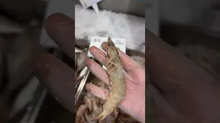 نهاية موسم الروبيان 