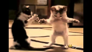 اغنيه لاطفال هههههه   القطه تركص دندنها